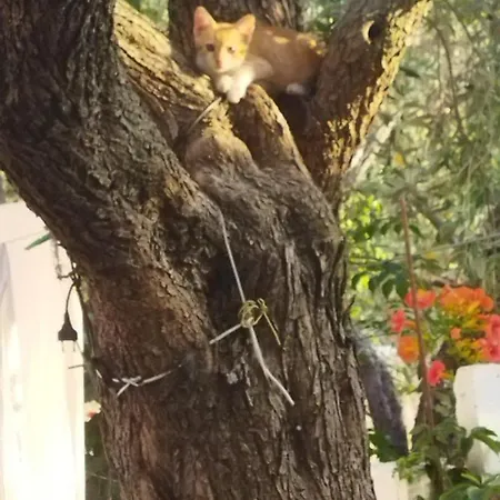 Koula 2-koula 포토스